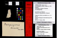 Foto (Objekt + Etikett) von Annuntidiogenes hoelderi (Fraaije et al., 2019)  (NHMW-GEO-1990-0041-3958)